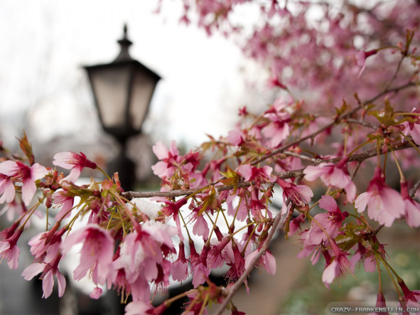 early spring