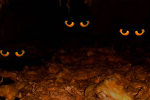 eyes